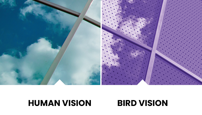 Human vs Bird Vision Comparison