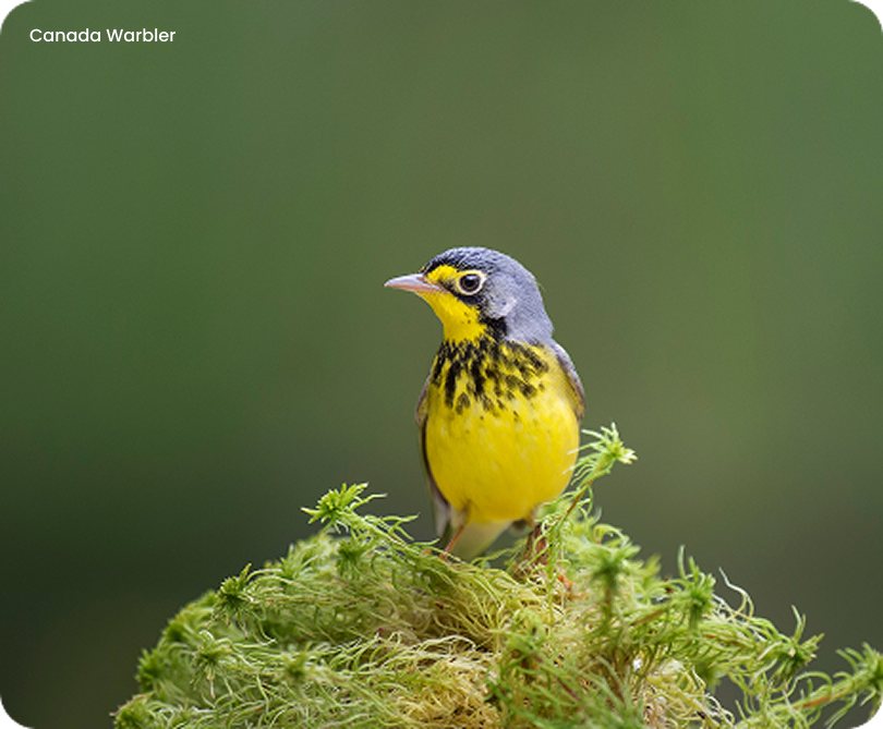 Canada Warbler